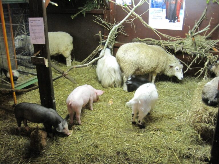 Moutons, chèvre et cochons dans la paille de la crèche du marché de Noël