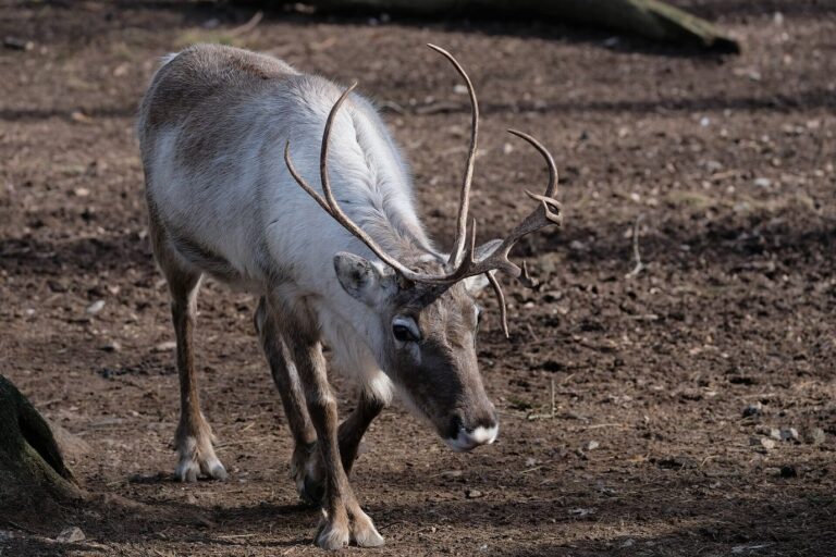 Un renne aux grands bois et au pelage d’hiver dans son enclos du parc de Sainte-Croix, en février