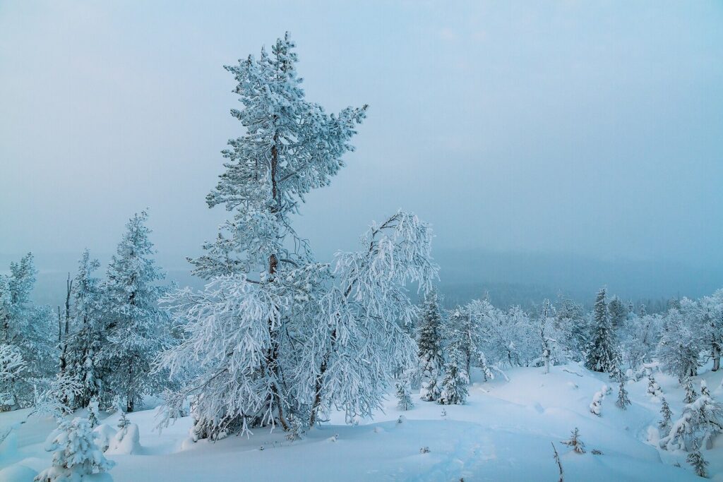 Des pins couverts de givre et de neige sur une pente du parc national de Pallas-Yllästunturi, sous un ciel d’hiver bleu pâle