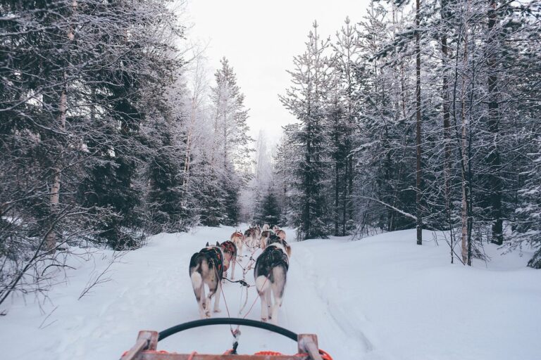 Un attelage de huskies vu depuis le traîneau, sur une piste enneigée entre les sapins