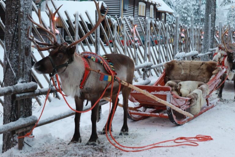 Un renne attelé à un traîneau garni de peaux, devant une clôture de bois enneigée, au Santa Claus Village de Rovaniemi