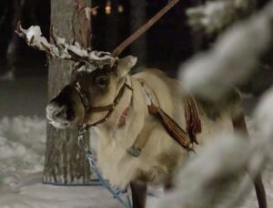 Un renne harnaché et décoré, de nuit dans la neige, à Saariselkä