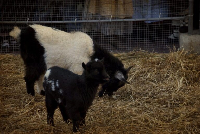 Des chèvres noires et blanches dans un enclos de paille installé en ville pour la foire de Santo Tomás