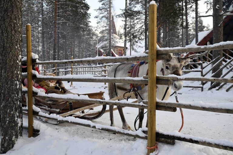 Un renne attelé à un traîneau derrière une barrière de bois, dans la forêt enneigée du village